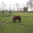 Onze dierenfamilie