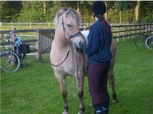 Paarden trainen/inrijden/doorrijden/problemen met je paard.