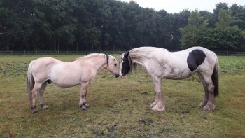De kracht en magie van paarden...