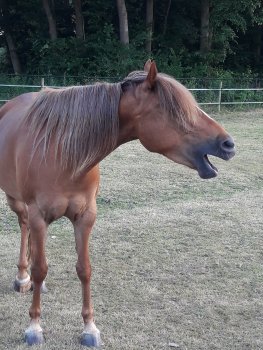 Tot rust komen tussen de paarden.