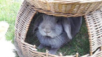 Pluis is overleden